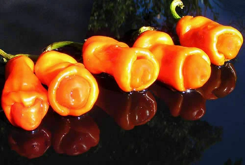Chile PETER PEPPER NARANJA (forma de pene), 25 semillas + REGALO GRATIS - Imagen 1 de 1