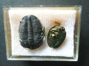 J2051 Trilobit Utah - Bild 1 von 5