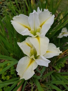 Water iris x 2 plants - Picture 1 of 2