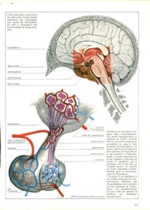 Kuriositätenkabinett menschliche Anatomie Schädelschnitt und Buchausgabe 1983 - Bild 1 von 1