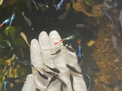 10 hermosos peces guppies bebés varios colores perfectos para tanques (10 peces) Foto 1 de 4
