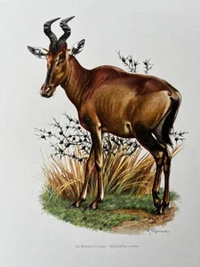 Red hartebeest animal print. antique and vintage natural sciences and zoology - Picture 1 of 5