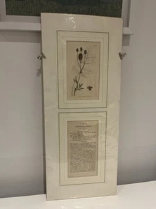Alter Druck Britische Pflanzen James Sowerby James Smith Farbe 19. Jahrhundert 1804 - Bild 1 von 14
