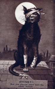 1908 Stung Pussy Cat Postcard M T Sheahan Boston Humorous Novelty Antique P5D - Picture 1 of 2