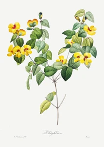 Handsome Flat-Pea - 1800's - Pierre-Joseph Redoute Botanical Illustration Poster - Picture 1 of 1