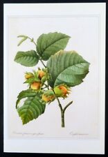 Redoute botanical print HAZELNUT Noisetier franc a gros fruits, 1990 book plate