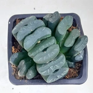 Haworthia Truncata Succulent Vivante Racinee - Imagen 1 de 3
