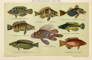 1895 Stampa Antica = PESCI ESOTICI MULTICOLORI = Fauna Marina = CROMOLITOGRAFIA# - Picture 1 of 1