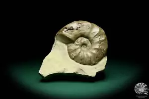 Ceratites evolutus Deutschland Ceratit Sammlung Trias Ammonit Fossil Ceratitidae - Bild 1 von 8