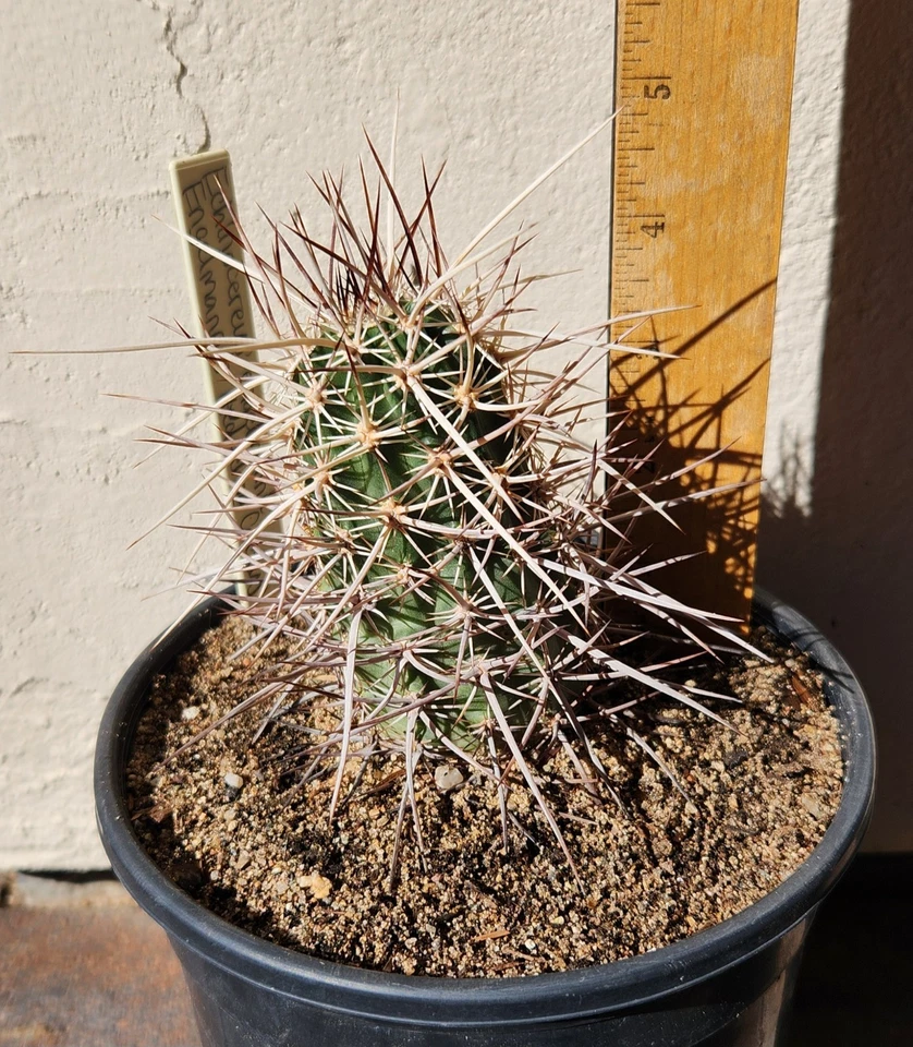 Echinocereus Engelmannii Engelmann's Hedgehog Cactus Live Rooted Plant - Image 1 of 1