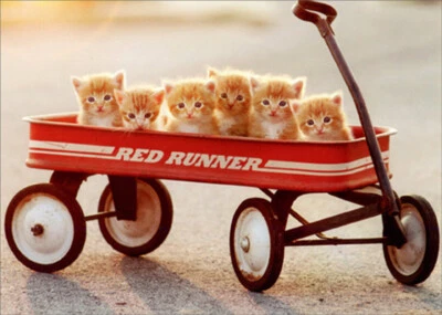 Avanti Press Six Kittens in Red Wagon Cute Cat Get Well Card - Image 1 of 2