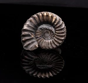  Fossil Pyritized Ammonite Pleuroceras Jurassic Germany 2701 - Picture 1 of 2
