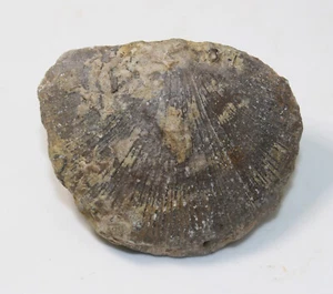 Brachiopode, Rafinesquina ponderosa, Ordovizium, Warren County, Ohio, USA-x647 - Picture 1 of 5