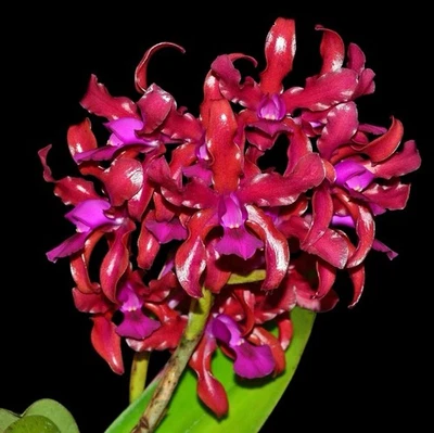 LaelioCattleya Mi Morena Dramatic Red Purple Orchid Hybrid Bloom Size 4.5” RePot - Image 1 of 4
