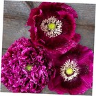 Black Beauty Poppy Seeds for Planting - 300 Fresh Flower Seeds - Tall Dark