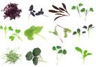 Microgreen Seeds - Vegetable - Herb - Spice, Sprouting - 30 verities - 1st Class