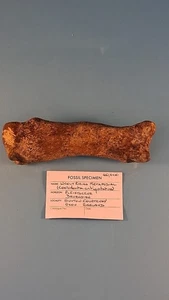 Whooly Rhino Bone Fossil, Pleistocene Era Arpund 40,000 Years Old - Picture 1 of 6