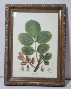 The Bombay Company Private Collection Botanical Print-Pistacia Tree - Picture 1 of 12