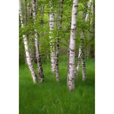 Birch Trees In The Great Meadow  Acadia National Park  Maine  Usa Poster Print