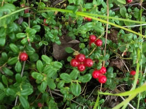 Vaccinium vitis-idaea /Lingonberry 4 Live Plant Rhizomes - Picture 1 of 17