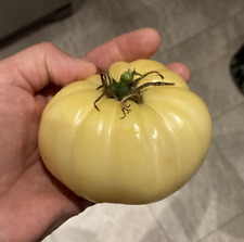 Tomatensamen Weiße Königin