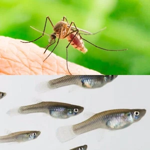 ✅Antizanzare 12 Pesci Gambusia Affinis Rimedio Naturale Stagni Laghetti Piscine - Foto 1 di 4