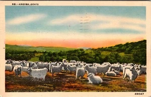 Vintage Linen Postcard Posted Angora GoatsTexas - Picture 1 of 2