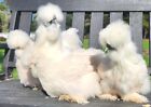 Npip 12++ Gorgeous Fertile Silkie Hatching Chicken Ovals - Peony Puff Silkies