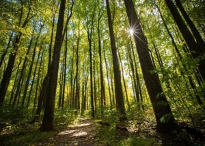 Forest and Trees by Sunset PREMIUM POSTER FILM PRINT HIGH QUALITY Thick paper - Picture 1 of 2
