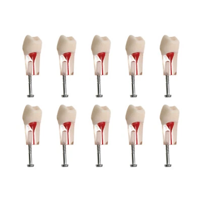 Dientes de conducto radicular endo dental modelo ECA estudio práctica segundo bicúspide #35 #45 Foto 1 de 4