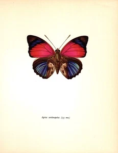 Vintage Butterfly Art Print Pink Agrias Butterfly Insect Print 5303-40 - Picture 1 of 1