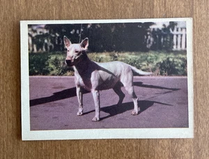 Bull Terrier - Oak Manufacturing Company 1957 - Imagen 1 de 2