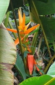 5 SEMI DI MUSA AURANTIACA - FIORI ARANCIO +OMAGGIO - Imagen 1 de 4