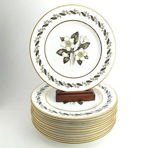 Bernina by Royal Worcester Bone China 10 1/2" Set of 13 Dinner Plates - Picture 1 of 6