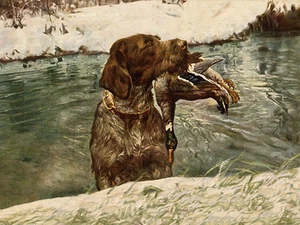 GERMAN WIREHAIRED POINTER DOG GREETINGS NOTE CARD DOG WITH DUCK IN WATER - Picture 1 of 1