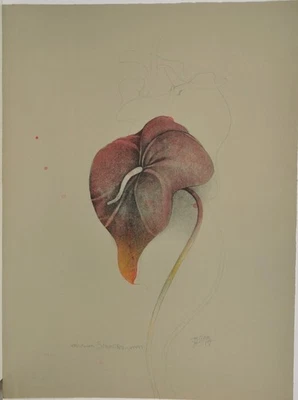 Bruno Bruni /handsigniert/1981/Farblithographie /Anthurium Scherzerianum/150 Ex. - Bild 1 von 4