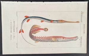Turpin 1816 impresión antigua coloreada a mano: corneta y pez trompeta, vida marina, peces - Imagen 1 de 2