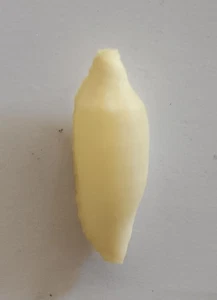seashell Prosimnia draconis RARE OFFER 10mm Gem - Picture 1 of 4