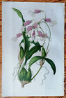Orchidée Burlingtonia décor - Van Houtte Flore de Serres imprimé original - 1852