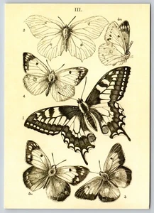 Postal Mariposa Historia Natural Botánica Lepidópteros Crema Mariposas - Imagen 1 de 2