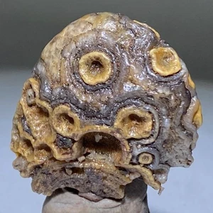 Pietra di Agata Occhi Gobi 100% Naturale Collezione Esemplare - Foto 1 di 5