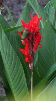 3 LBS. LOT Red Canna Lily Bulbs Rhizomes 4' to 6' tall - 10 to 12 bulbs 2" to 6" - Image 1 of 4