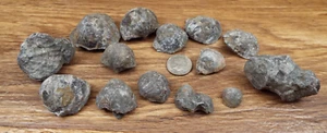 14-Fossil Sea Shells- AQUATIC Assorted SIZES Lot FROM WEST VIRGINIA - Picture 1 of 4