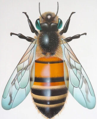 Aerógrafo pintura abeja miel original Scott McDougall enmarcado firmado  Foto 1 de 2