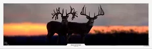  Beauty and the Beast Whitetail Print by Robert King - FREE SHIPPING - Picture 1 of 2