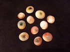 15 x GOMTI CHAKRA SHELL KRISHNA 100% Natural Untreated Lucky Gemstone Hindu Puja