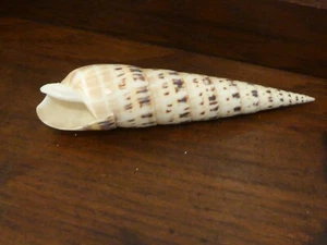 Choice Of Rare Original Sea Shells Nautilus, Marlin Spike, Spider Conch etc. - Picture 1 of 34
