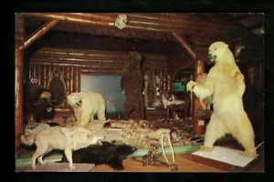 Animal postcard Bear Alaskan Big Game Display Anchorage, Alaska AK hunting - Picture 1 of 2
