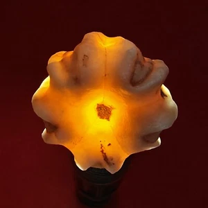 017 ECHINODERMATA BLASTOIDE, DELTOBLASTUS TIMORENSIS DE TIMOR INDONESIA, 28MM - Imagen 1 de 8