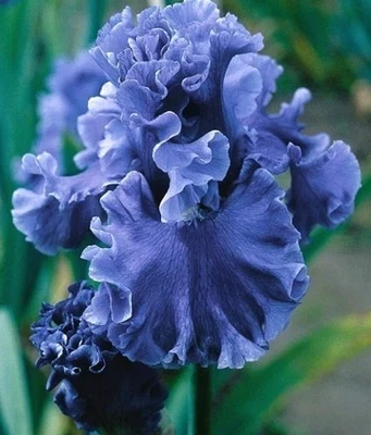 3 Bearded Iris Rhizomes " Sea Power "   Tall Live Plant Bulbs - Image 1 of 4
